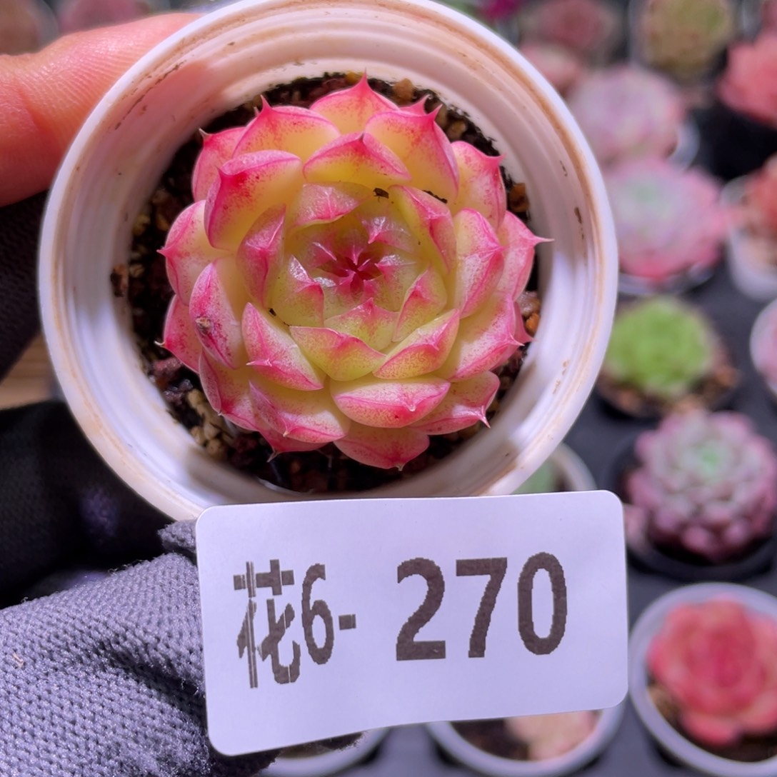 花利美6-270海王  