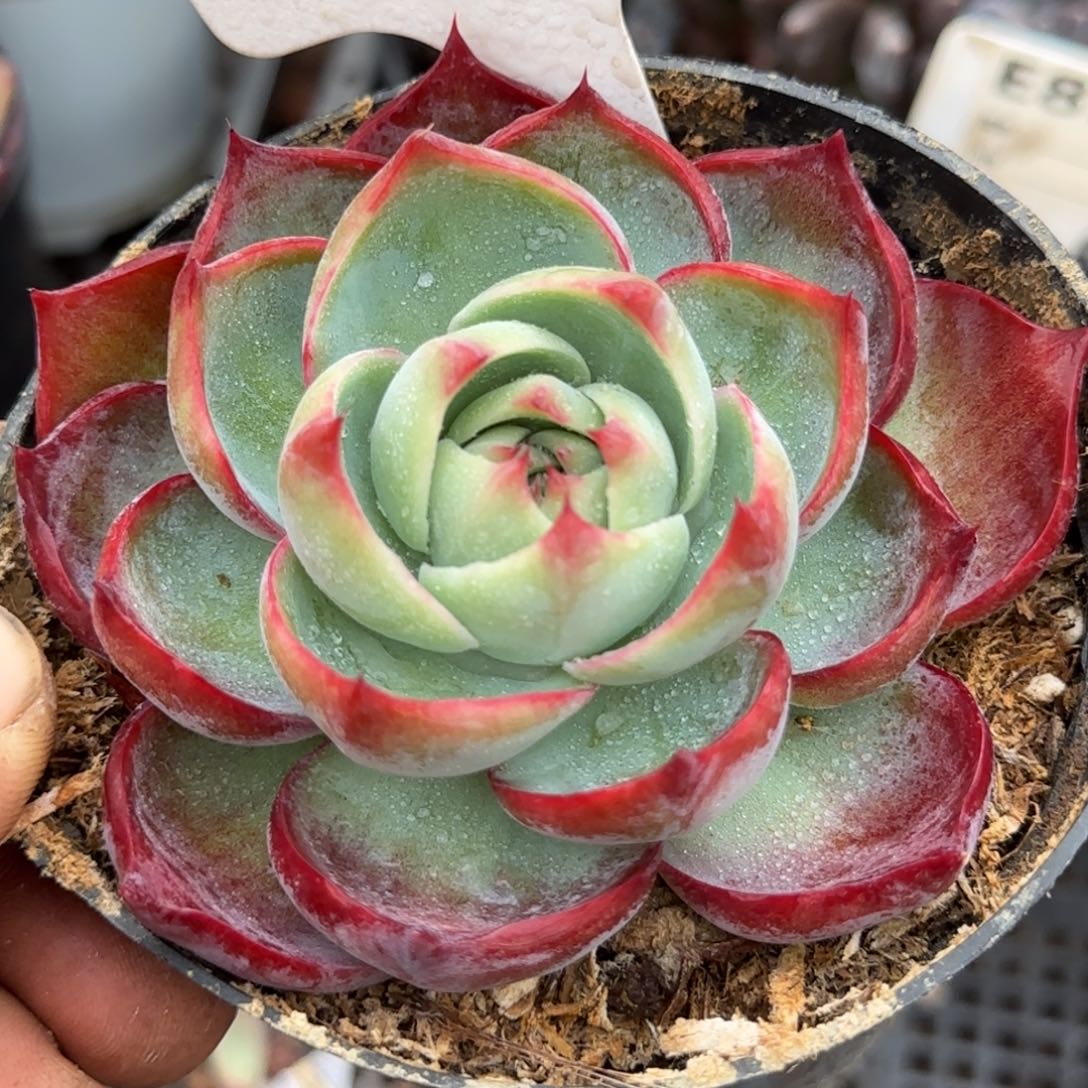 玫瑰惊鸿一物一拍包装收缩花旱230