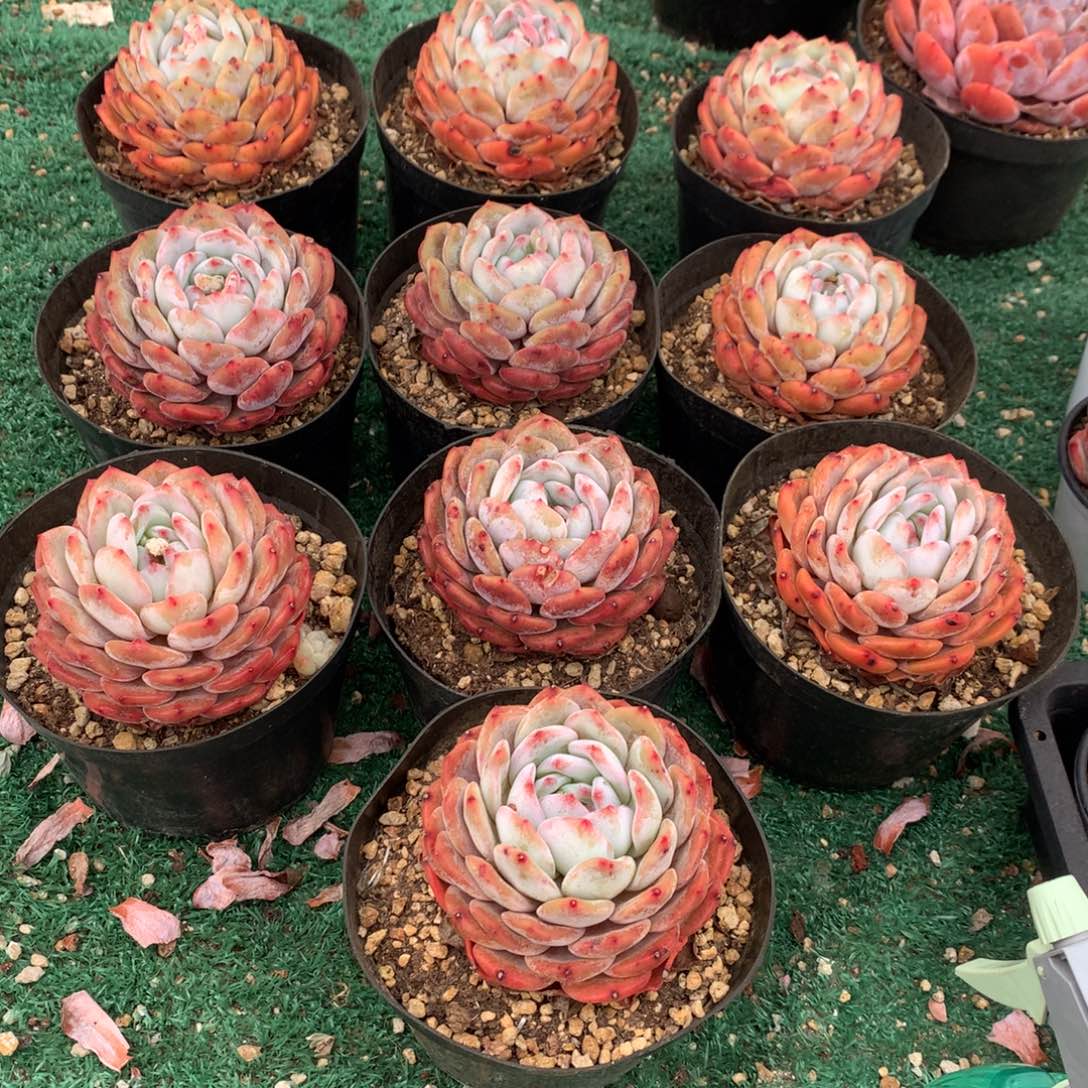 372橙子多肉植物组合