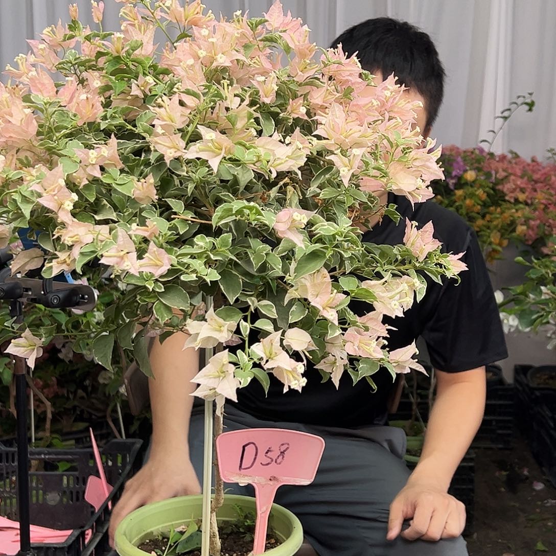 雨***妍当前无花栽培后可以开花D58少女心