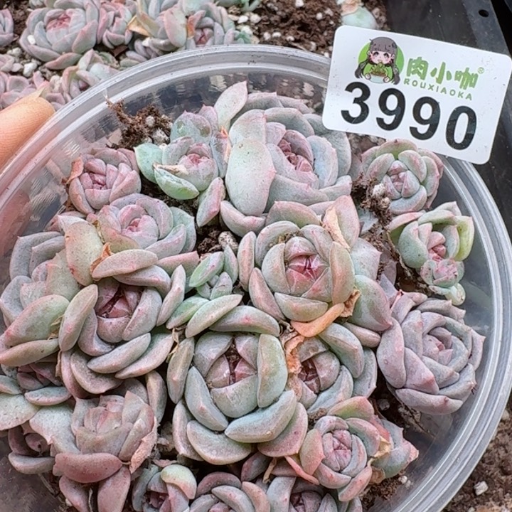 多肉植物多肉植物