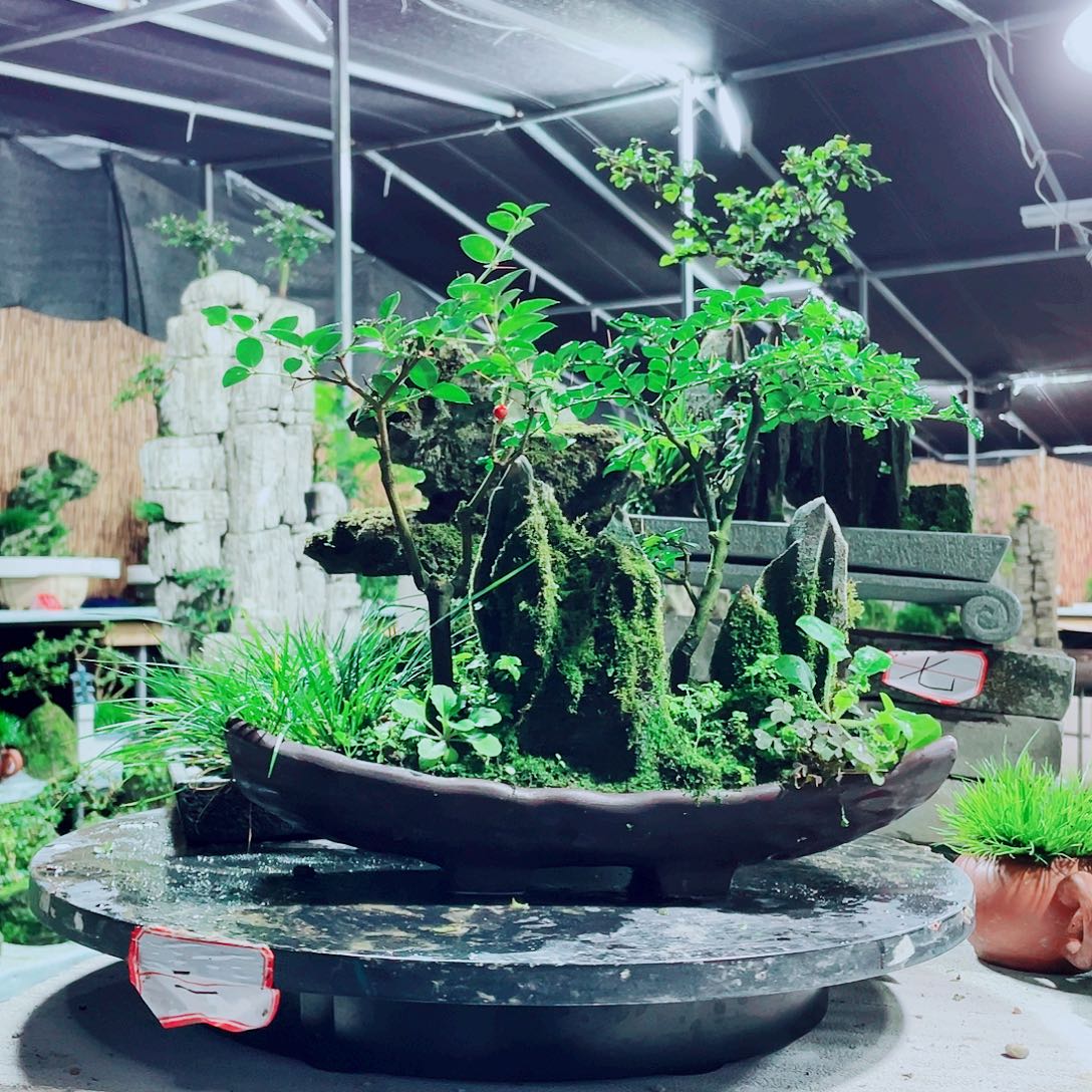 西***辉无花朵新品发布的一项最主要