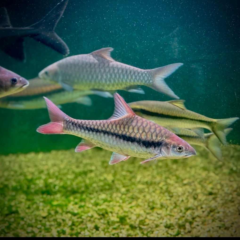 【包野保真】有开箱视频才售后，活体观赏鱼擅自拍发冰袋1个
