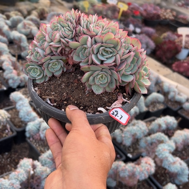 ****乐精品多肉植物老桩牡丹亭缀