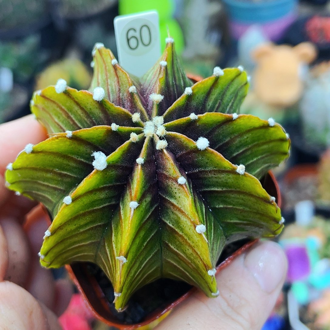 非偏远地区满25包邮仙人球