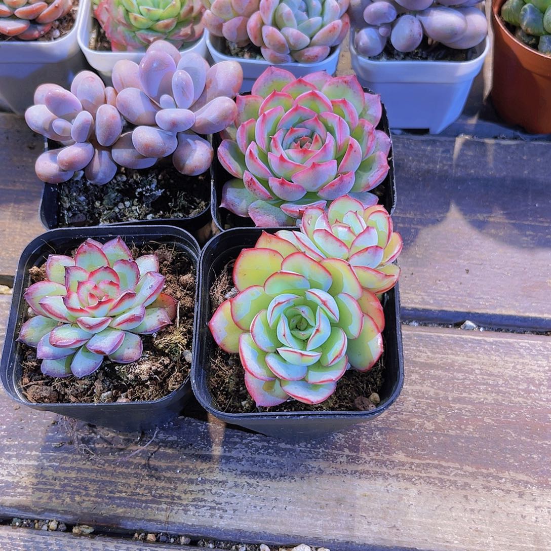 四单11111111111111