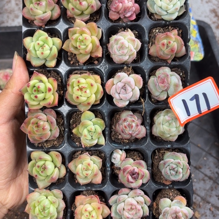 精品171。         