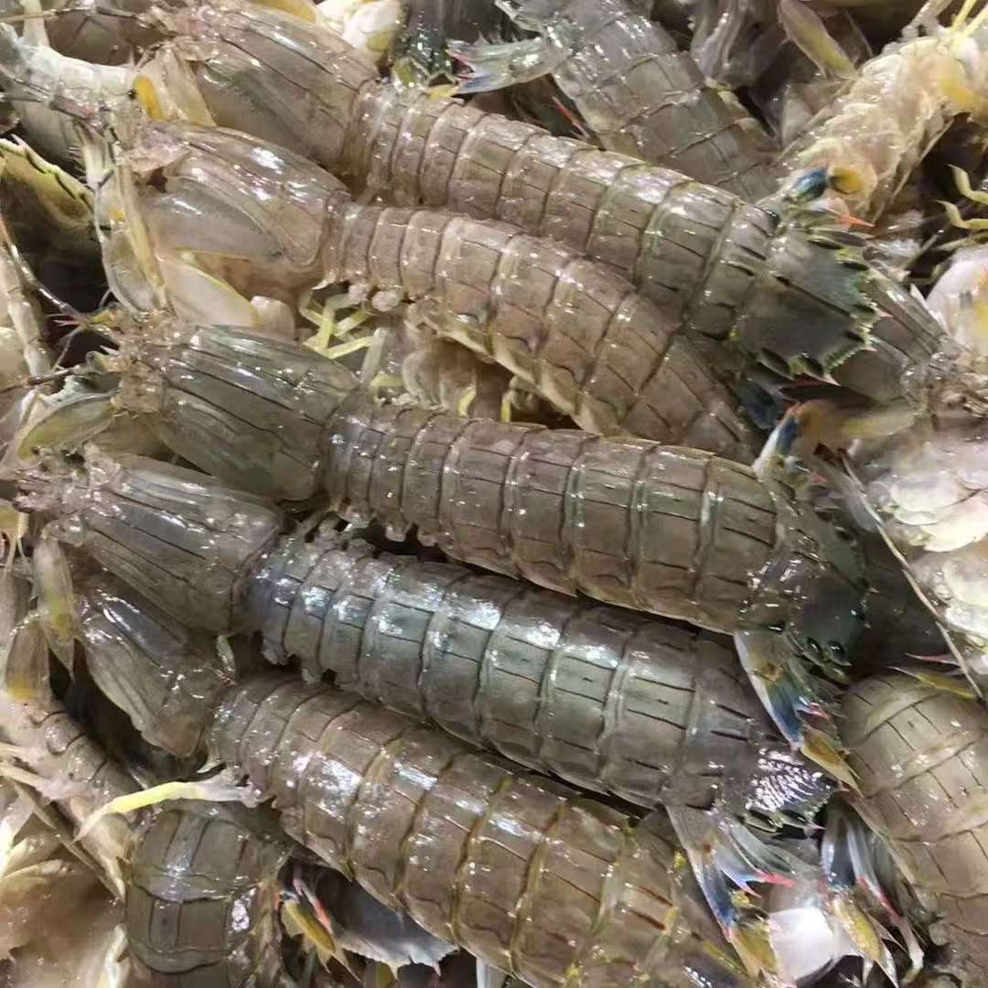鲜 断氧东港本地虾爬子 公母混装 以直播间现场称重为准