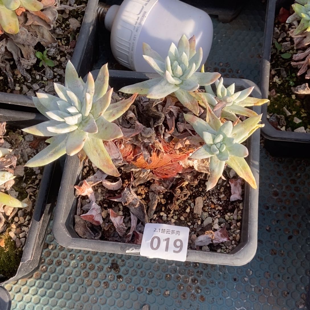 019多肉植物啦啦啦 