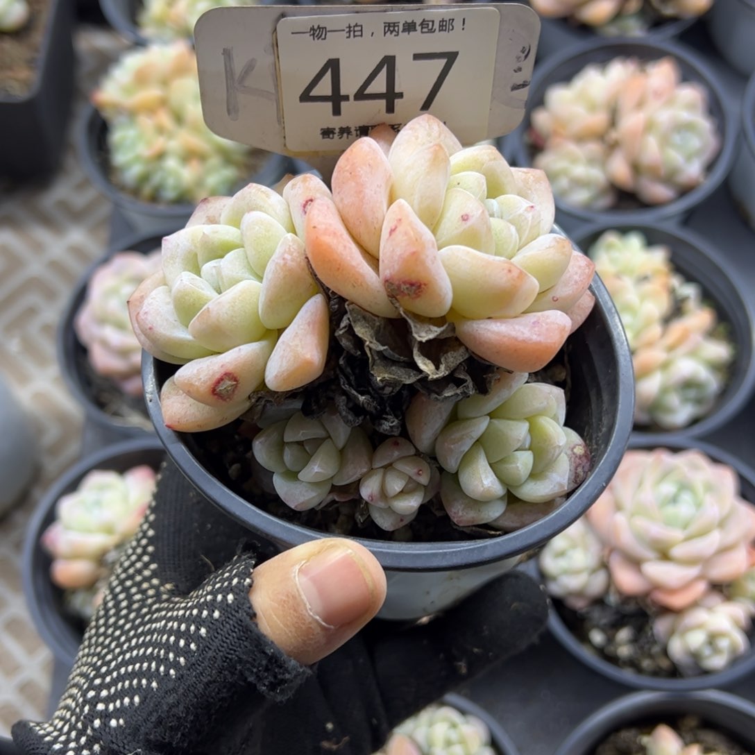 红陶447号多肉植物