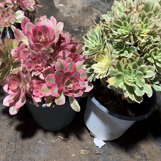 多肉植物组合两个130