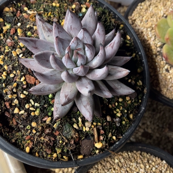 舞***魂魔爪 单头 夏鸣园艺