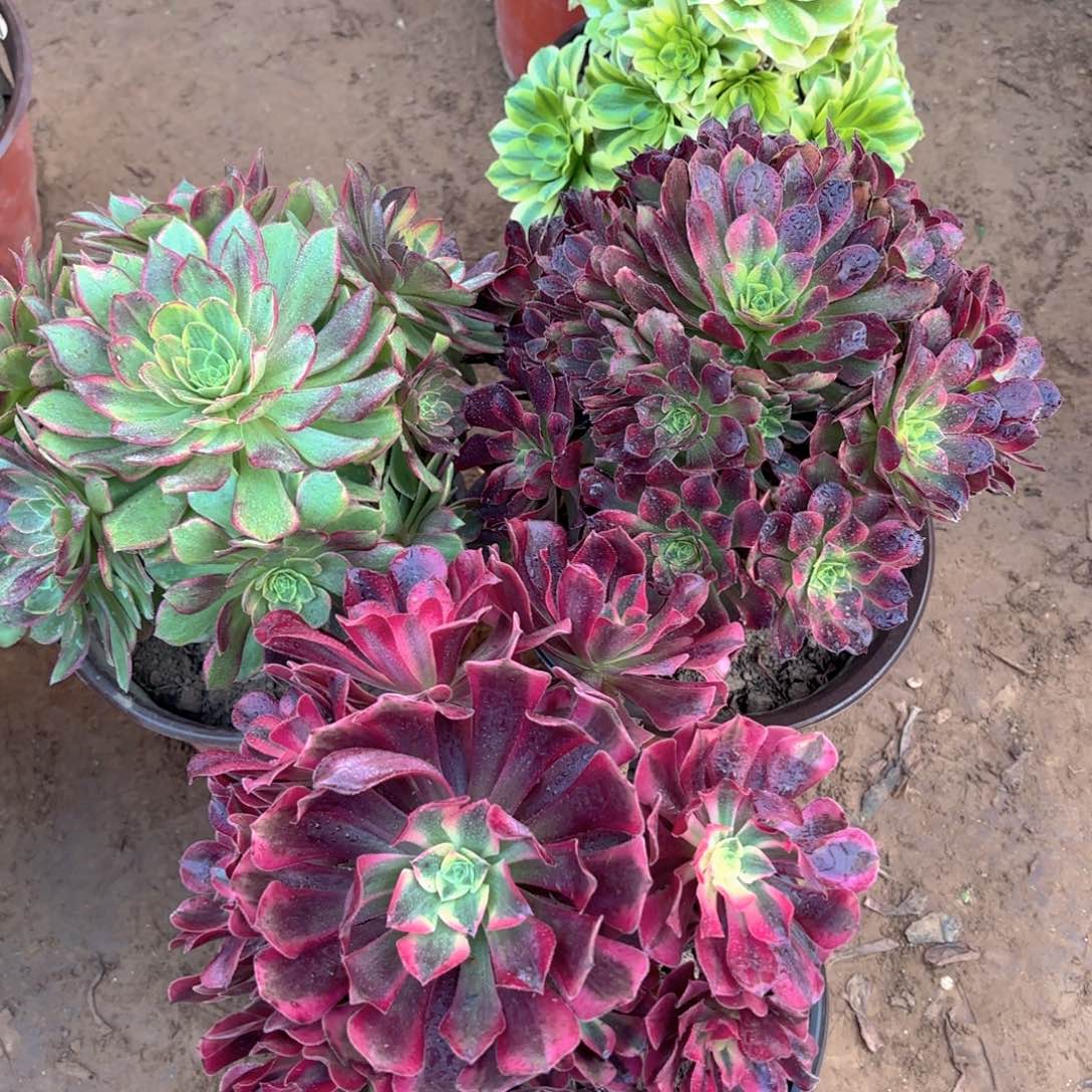 美杜莎万花筒安娜19.8