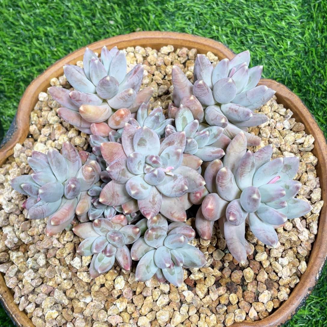 星空美人多肉植物