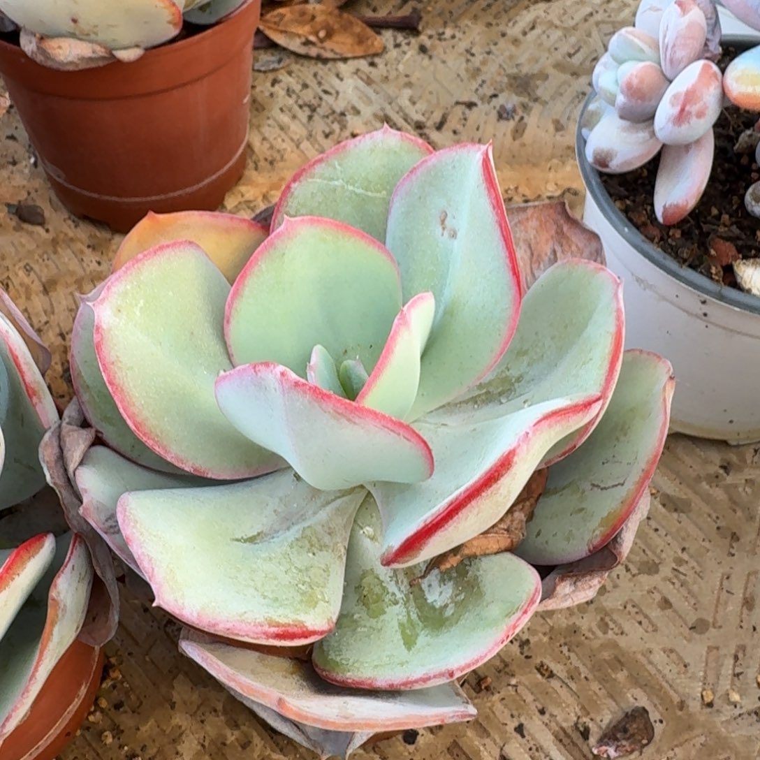 无花朵布鲁克林的蓝