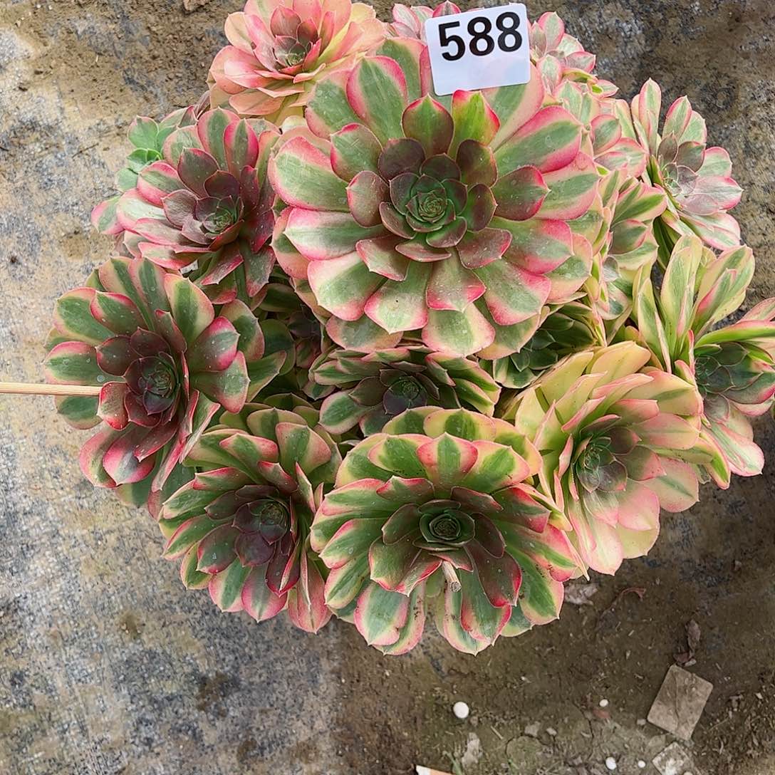 无花朵会**?多肉植物588