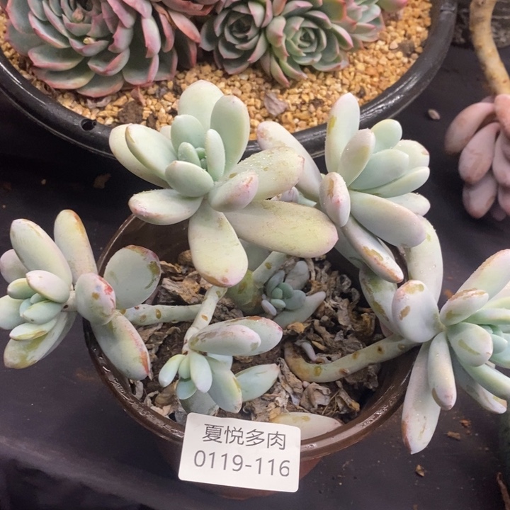 夏悦多肉 0119-116雪美人