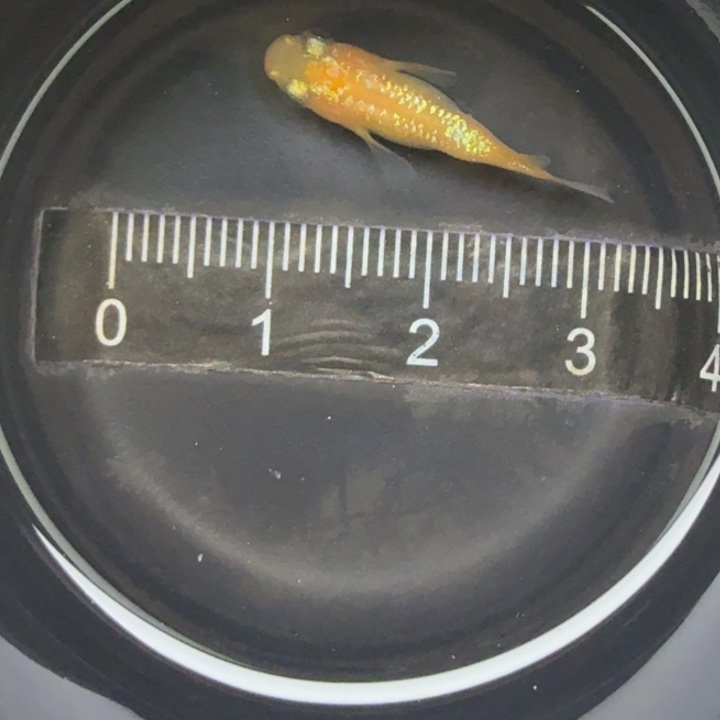 青鳉鱼红星光球球18号