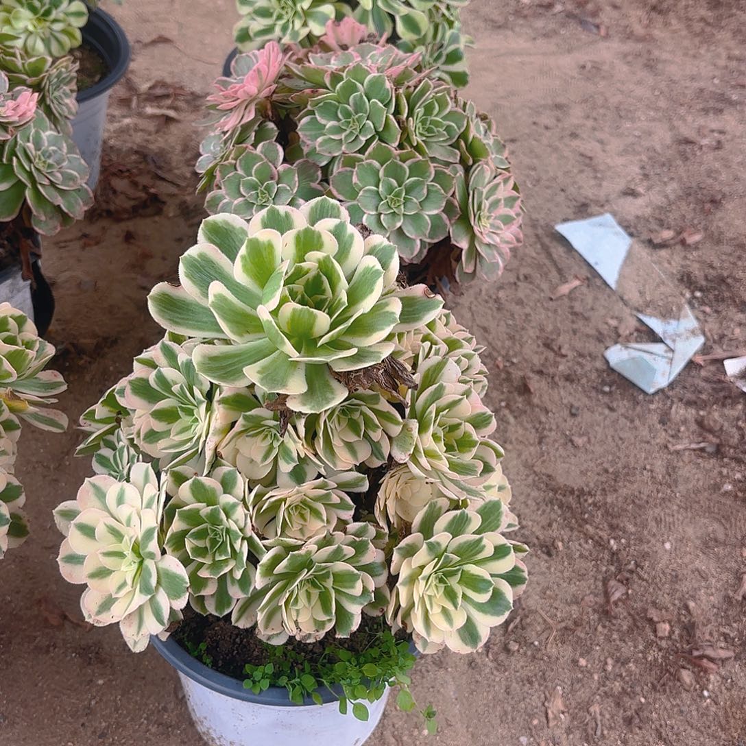 迈巴赫火龙果白兰地多肉植物量