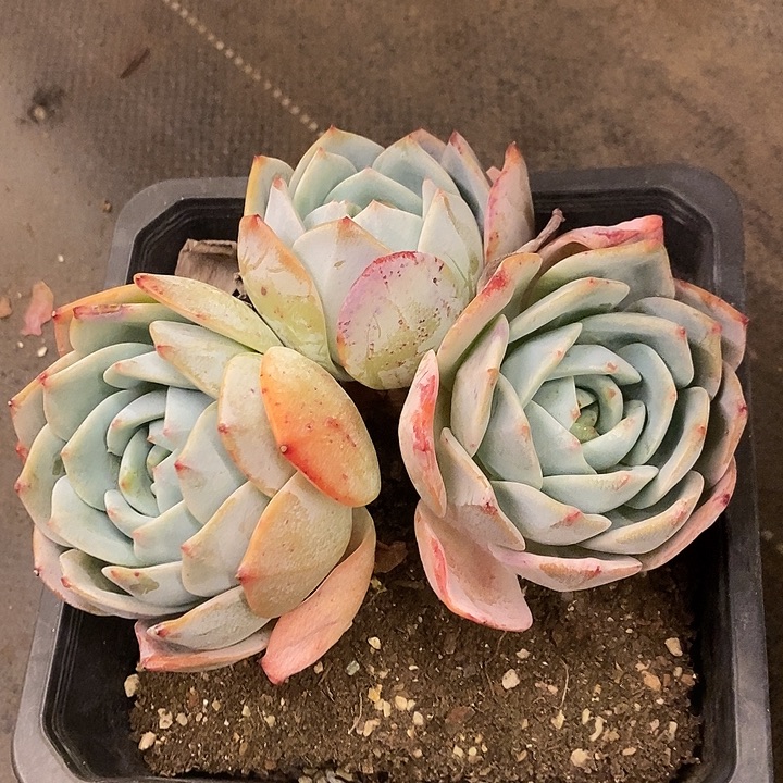 妮***多肉植物肉肉植物