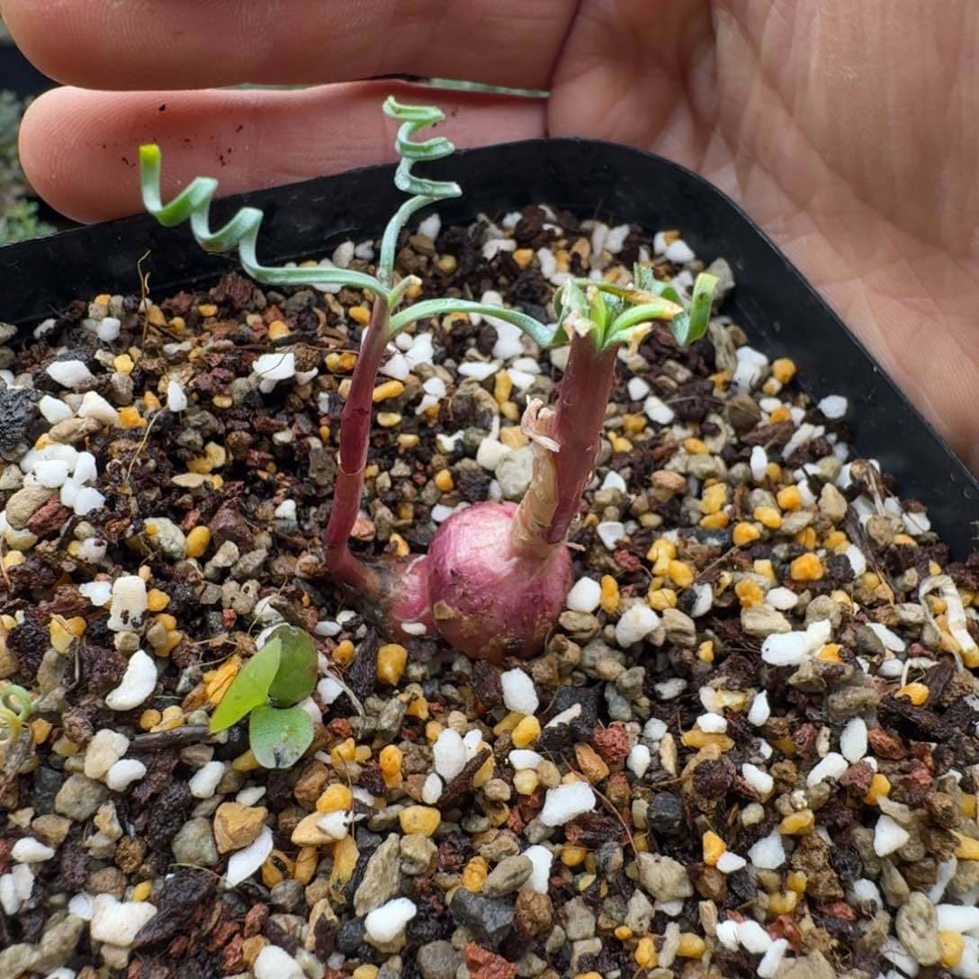 蚊香弹簧草多肉。          