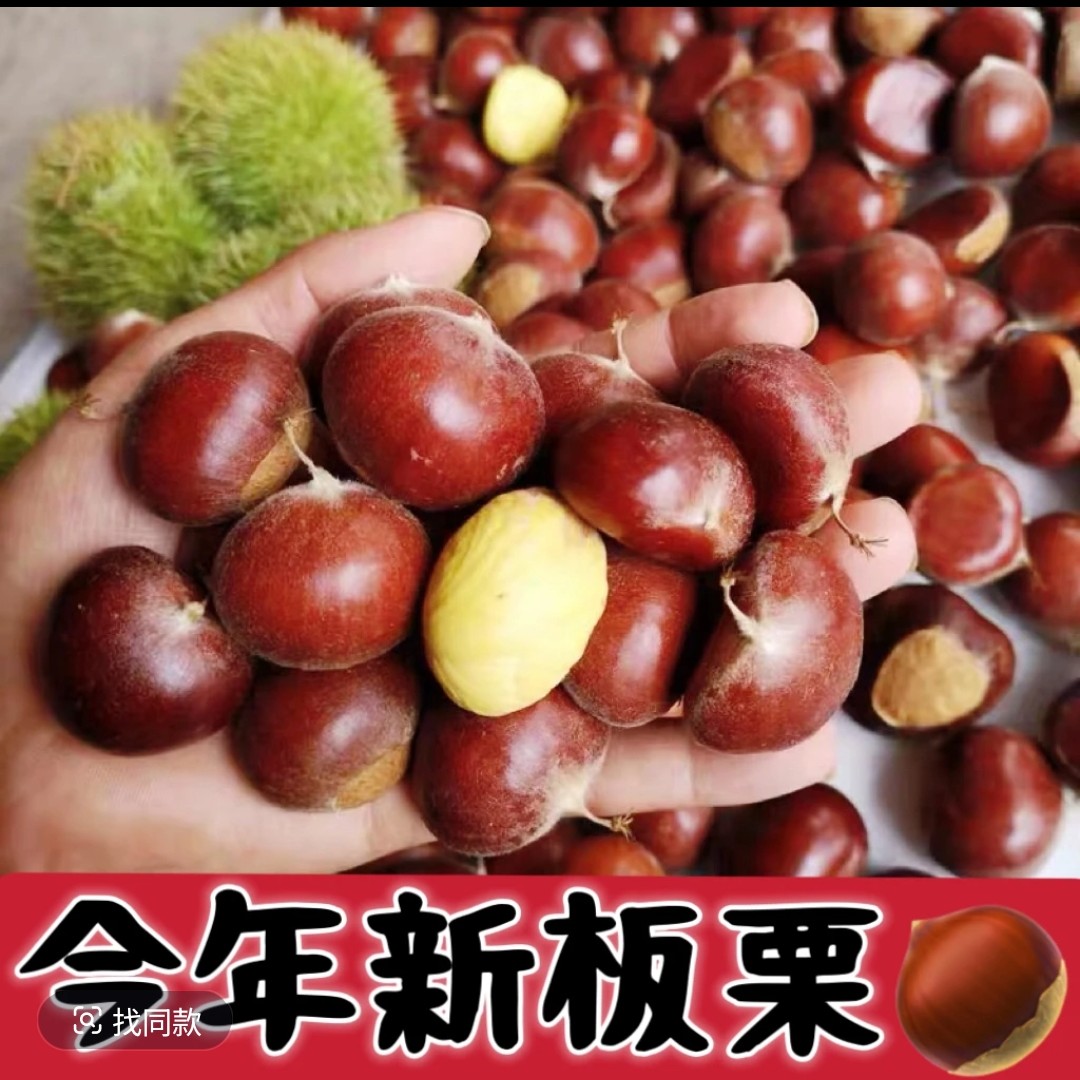 【头茬板栗】2025云南高山新鲜带壳板栗软糯香甜板栗油栗子