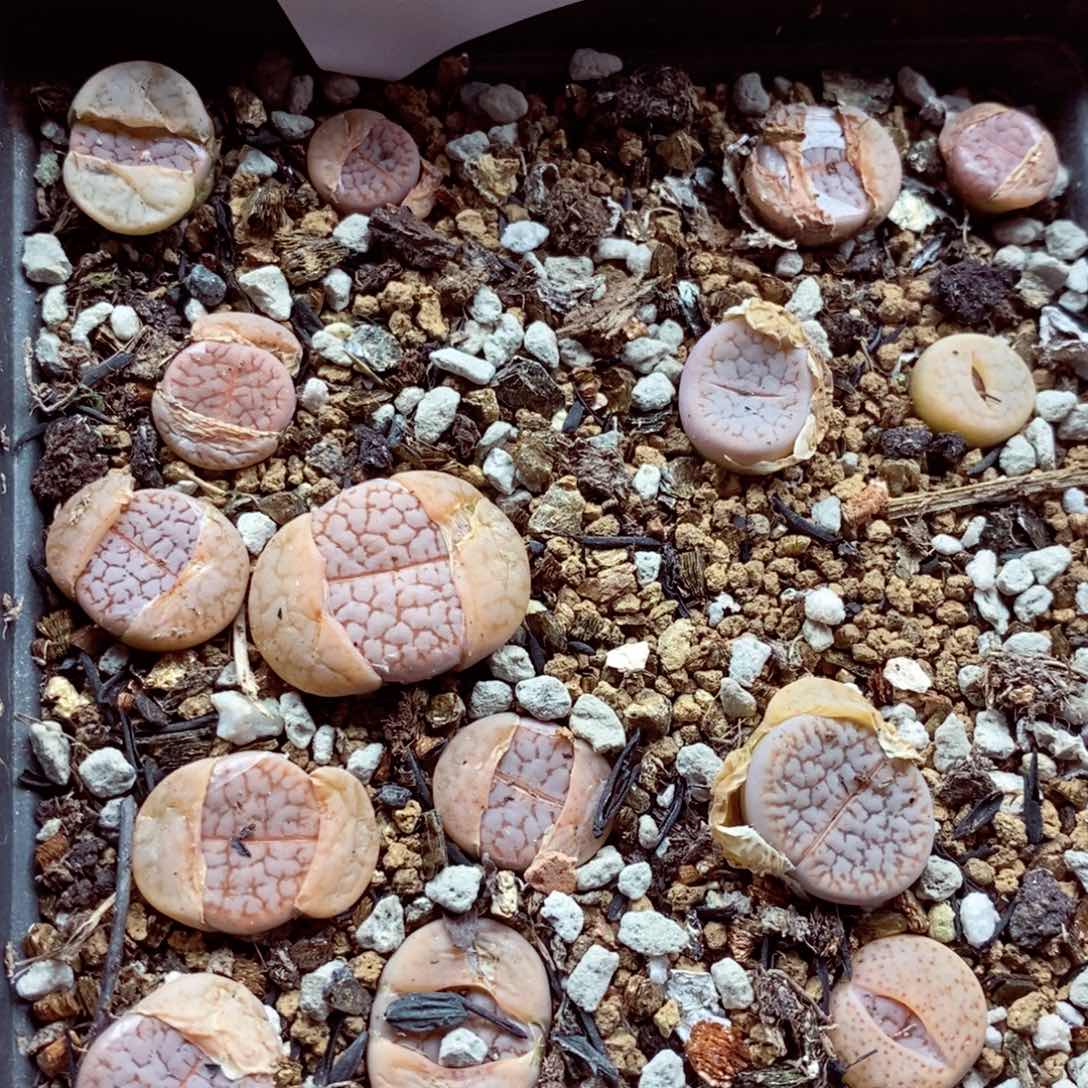 我的小姐姐们都是我379