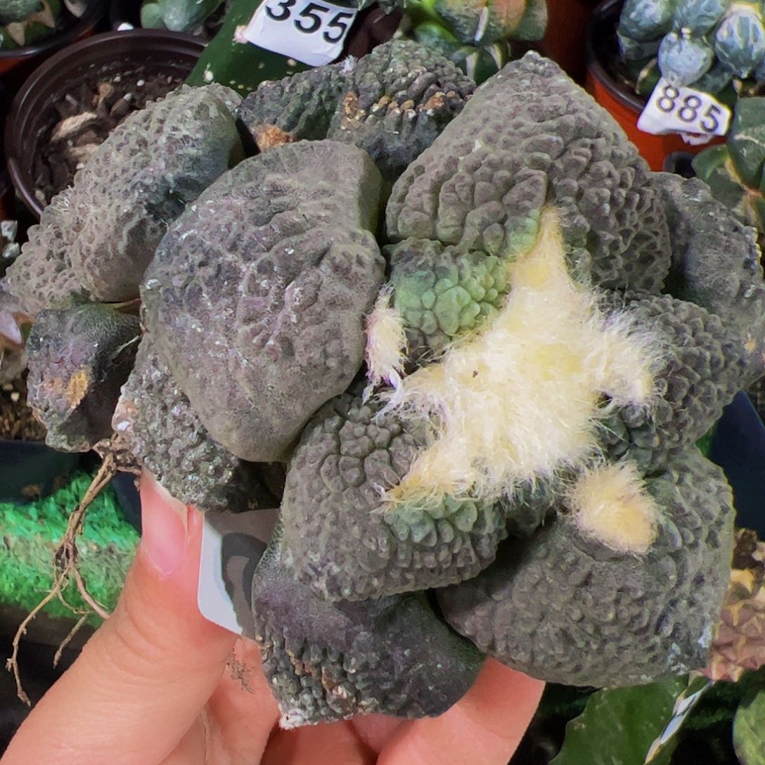 无花朵双头龟甲连山牡丹476