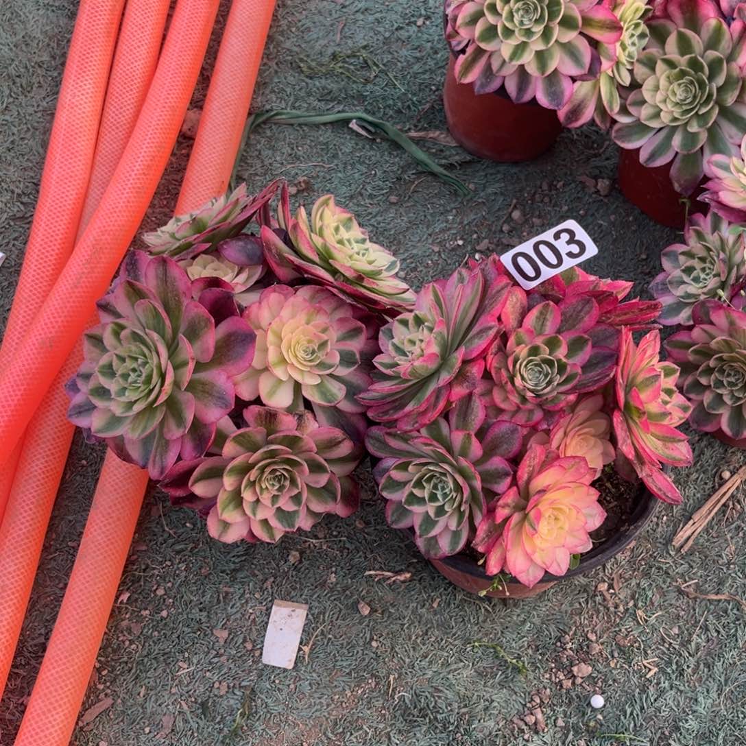 晨*003两颗火龙果多肉植物