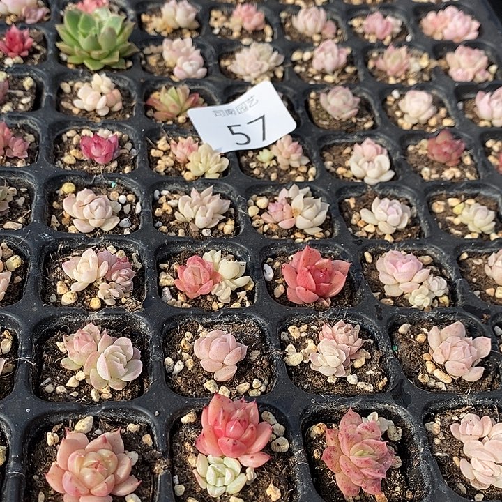 57 多肉植物盆栽花卉