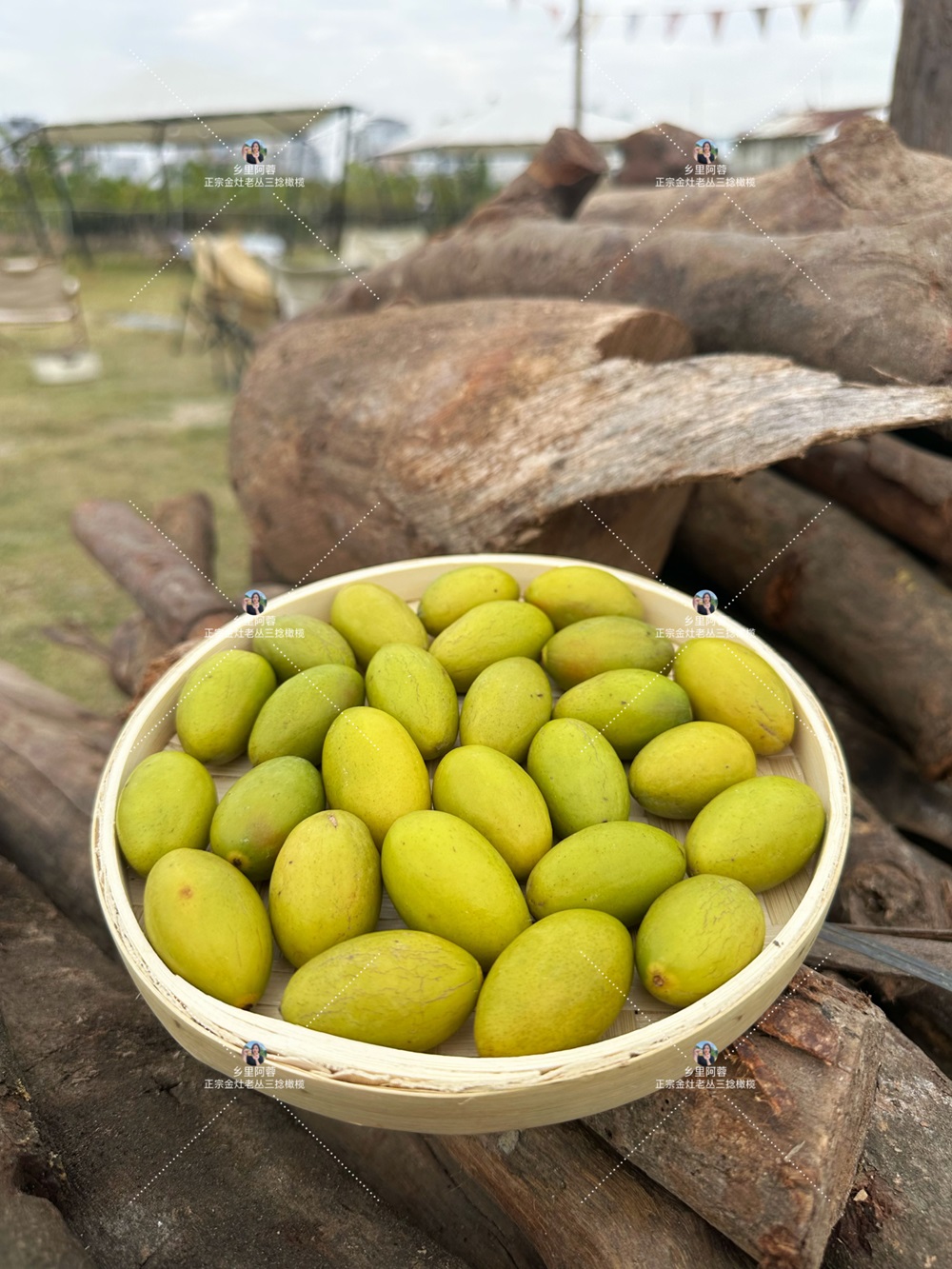 乡里阿蓉【凌峰橄榄】潮汕特产龙丰橄榄清甜青橄榄酥脆食用回甘清甜