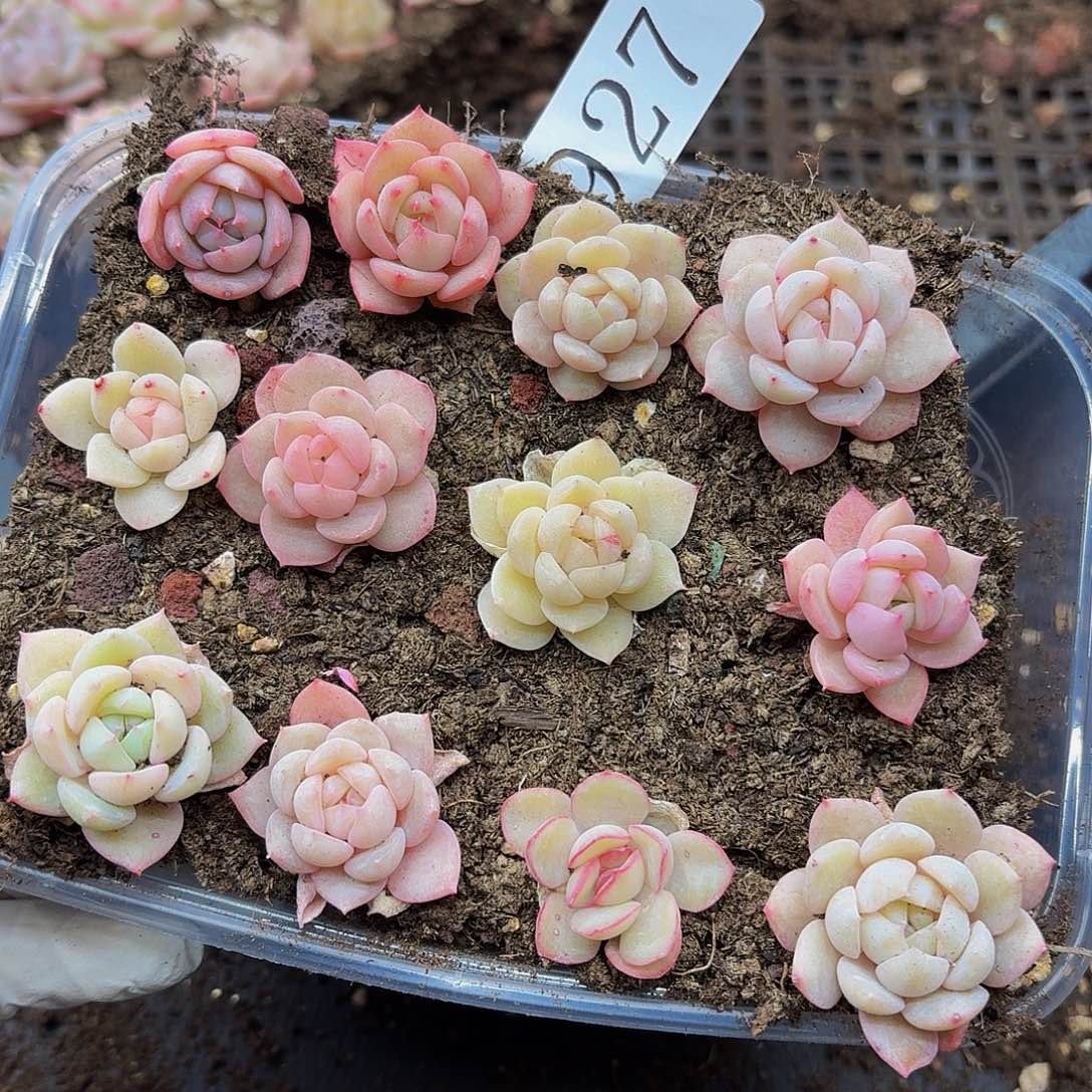 多肉植物多肉植物927