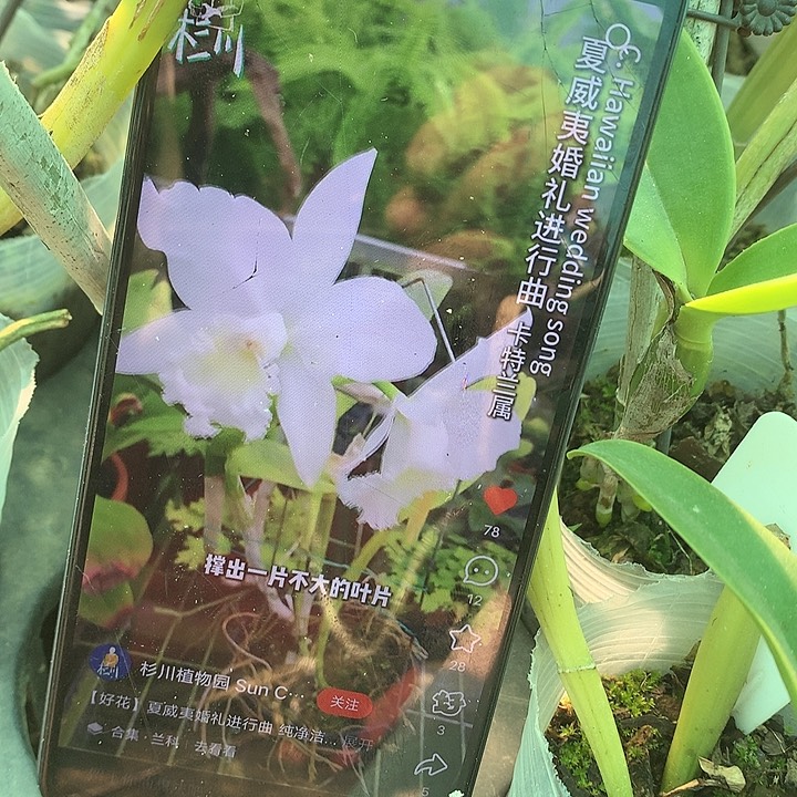 完全开放夏威夷婚姻进行曲，大小3苗