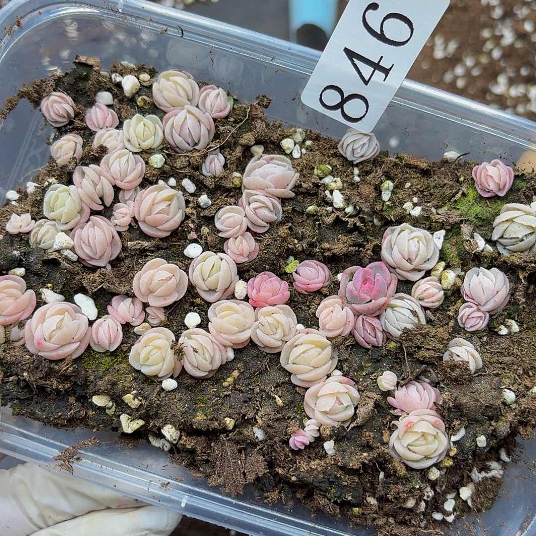 多肉植物多肉植物846