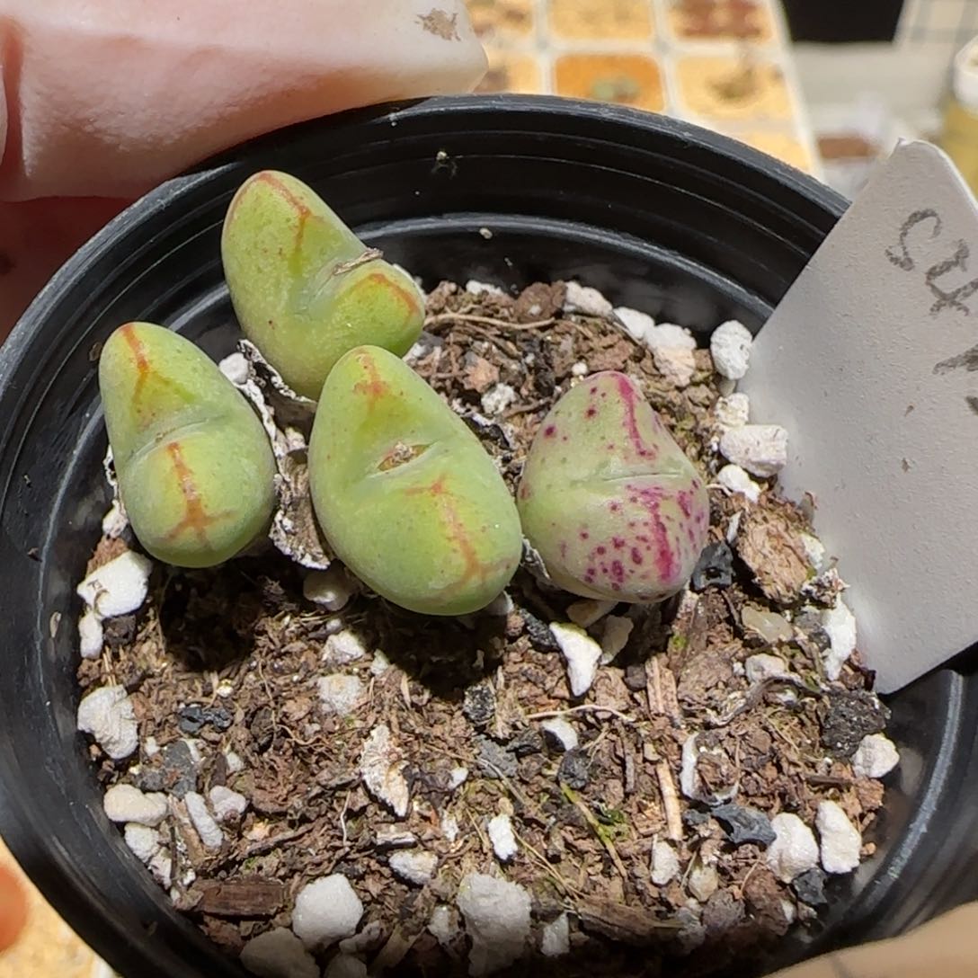 拾***姐肉锥多肉植物百科1-1534