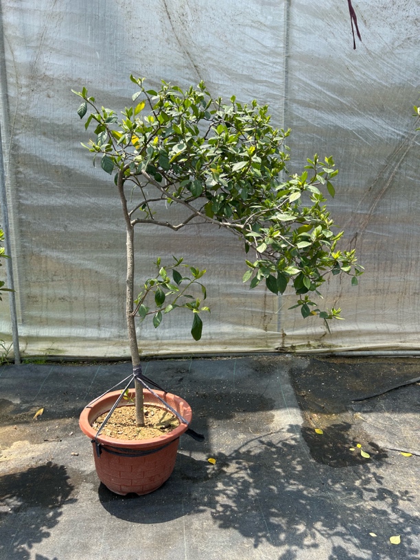 海岛栀子花单杆飘老桩