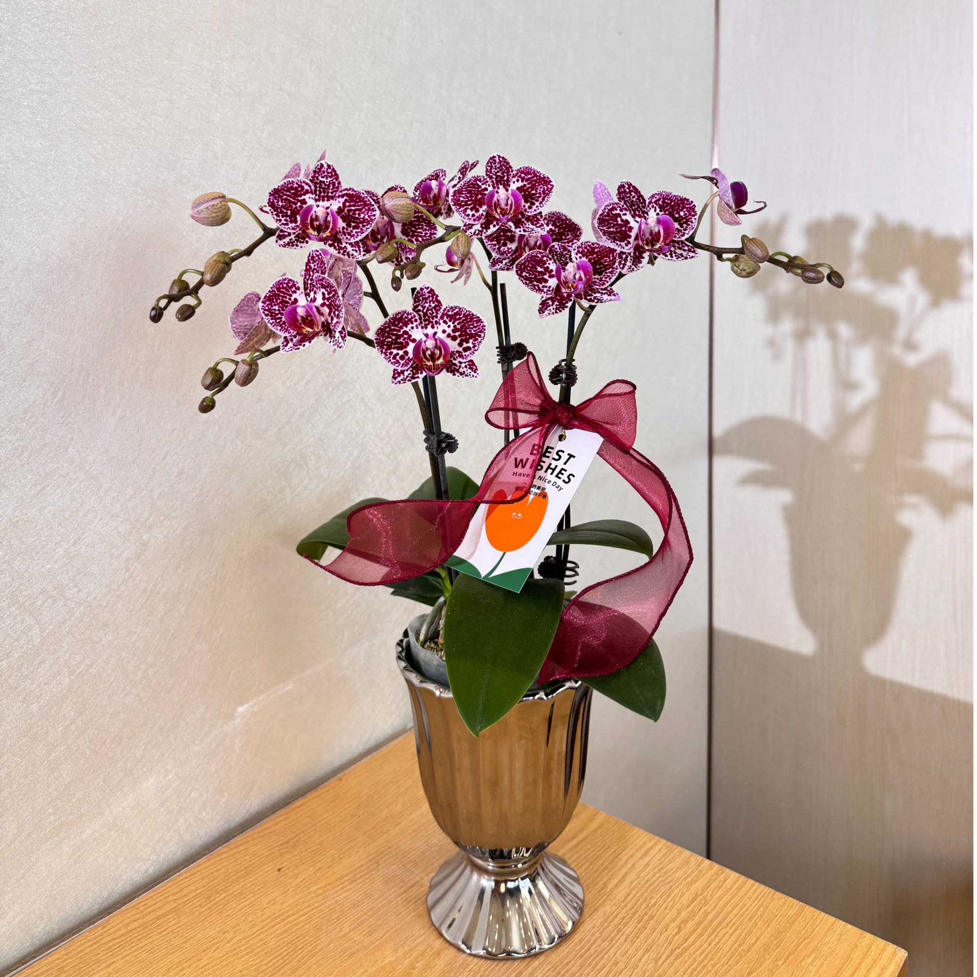 《加的斯》小麻子丰花量安祖欧品蝴蝶兰 高端绿植送礼室内花卉