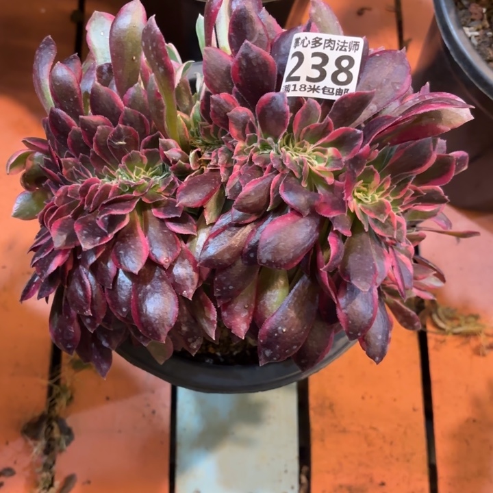 小**?238女郎缀化掌心多肉法师锦，