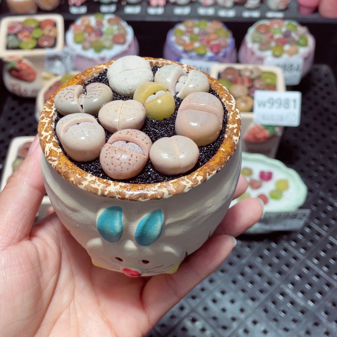 w9986 带盆土发货-零下地区拍保温箱