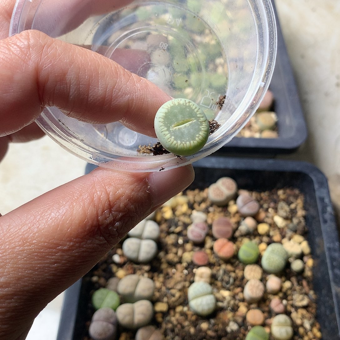 燕*P455多肉植物保护