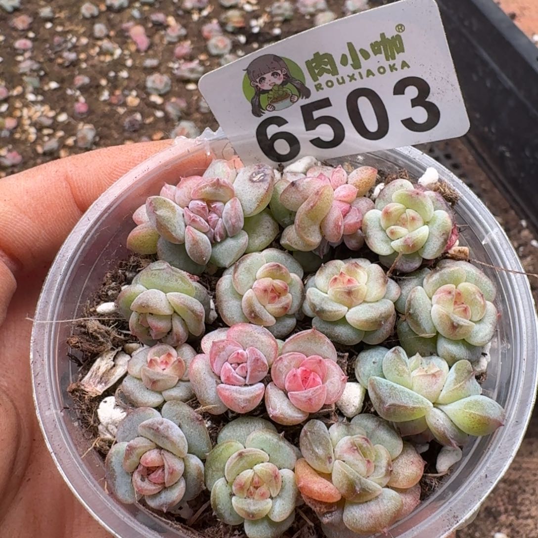 多肉植物多肉植物