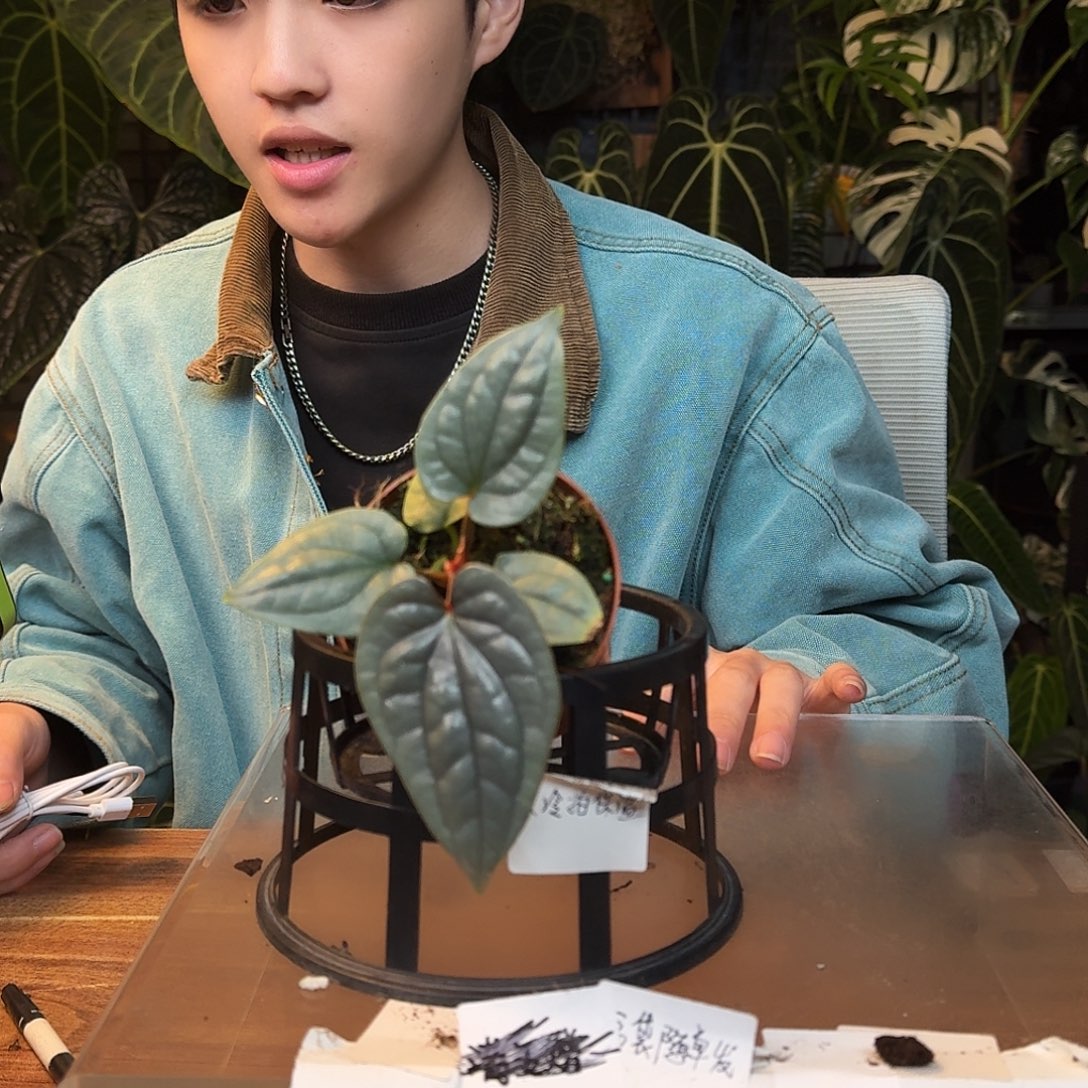 不开花植物L52籽播奢华