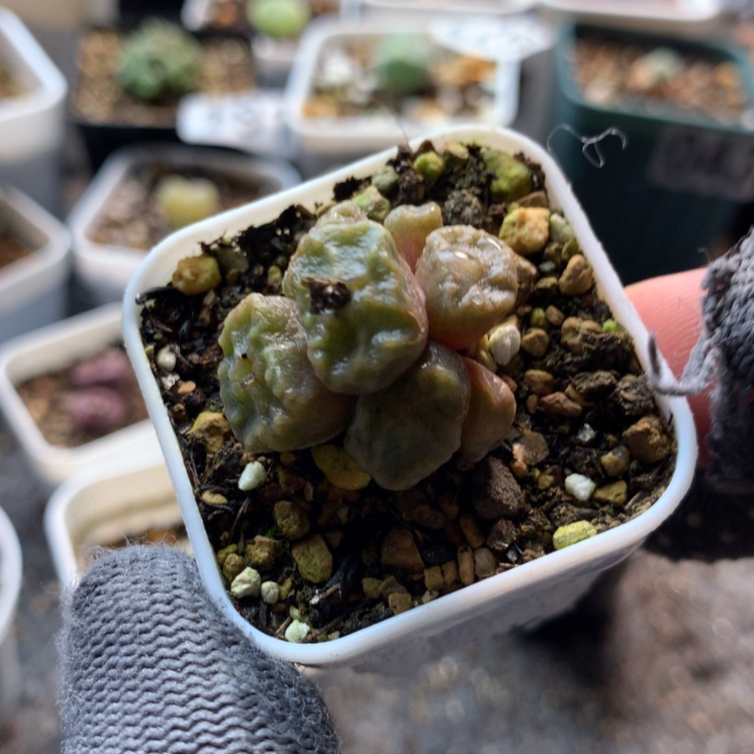 227烧卖母本一颗