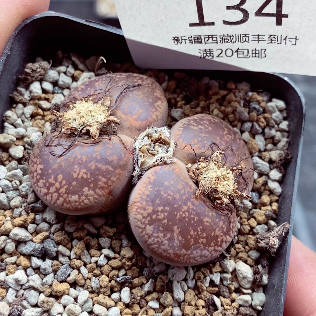 我的小姐姐们都是我134