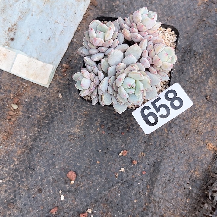 a*a多肉植物一物一拍