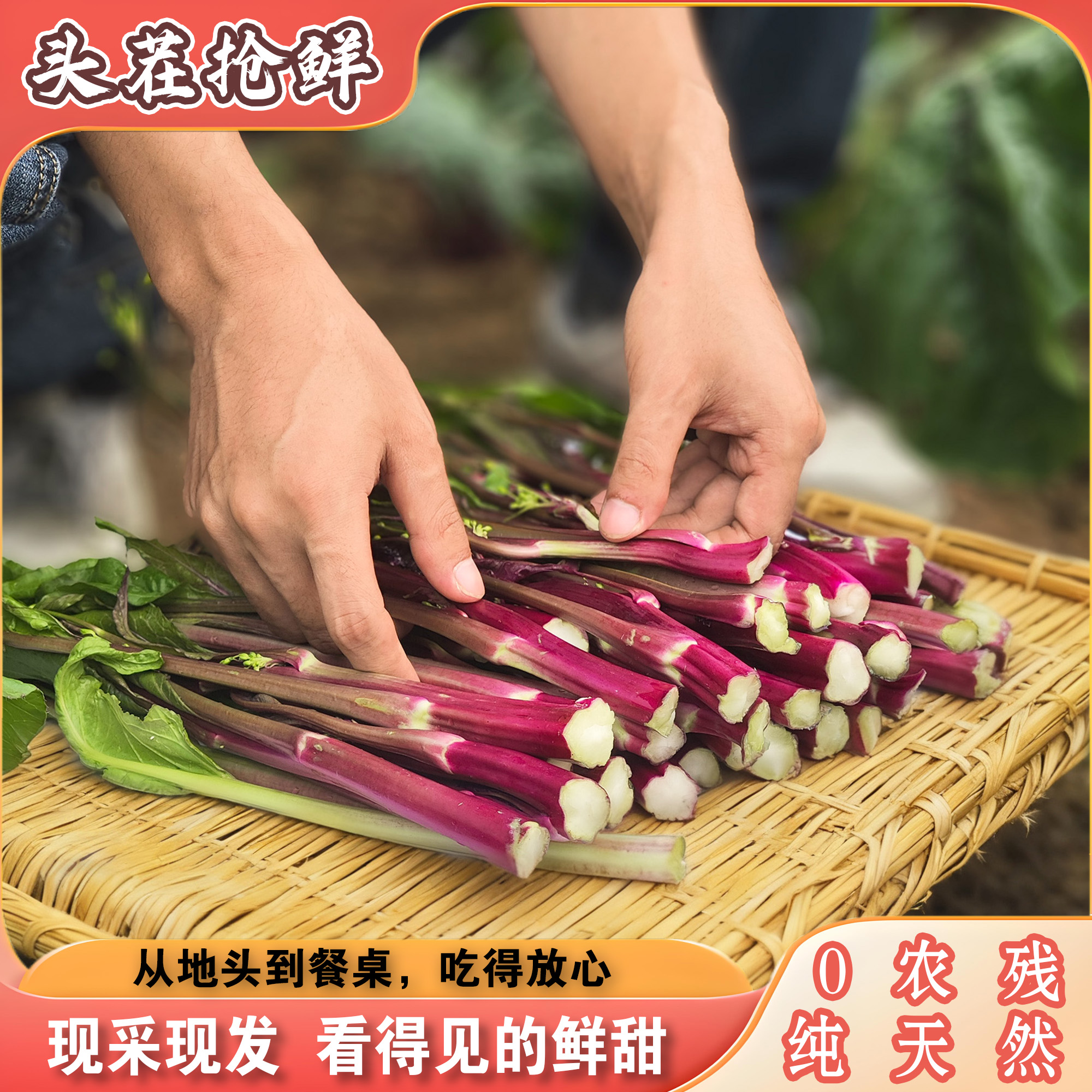  正宗武汉红菜苔农家红菜苔新鲜现摘现发红菜苔炒腊肉酸辣红菜苔