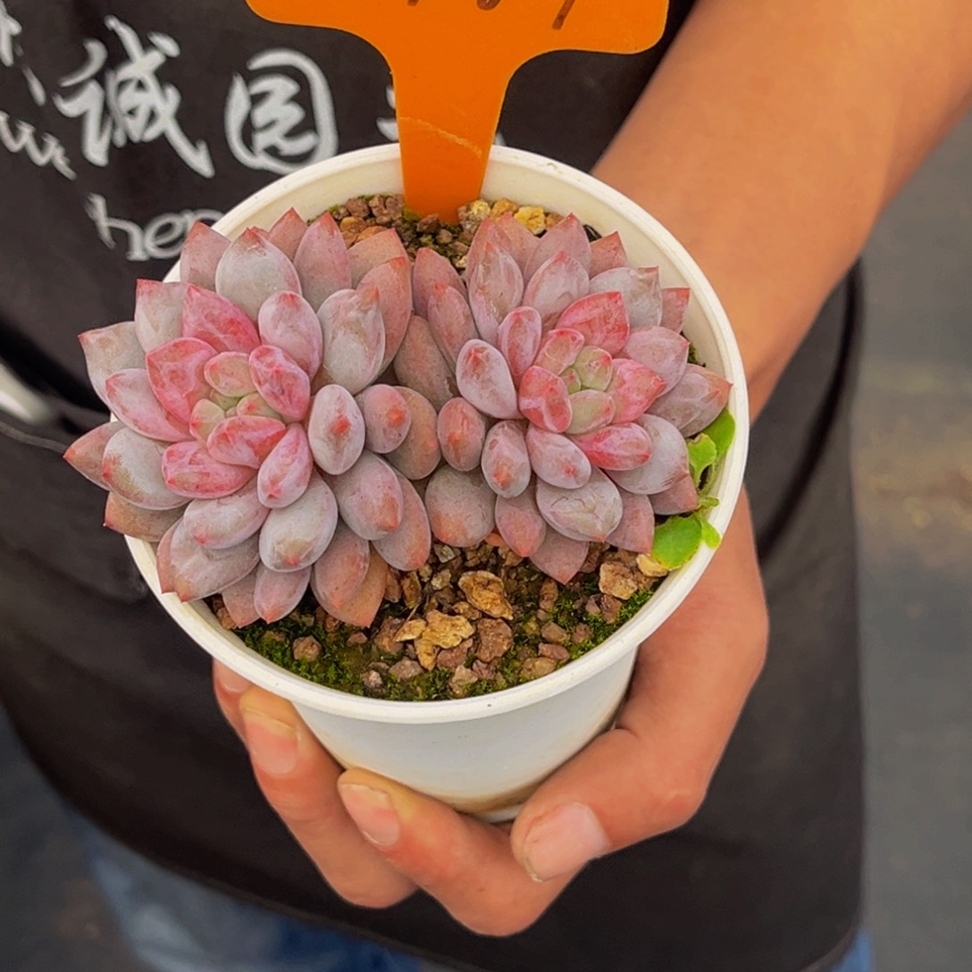 1787号上午多肉植物群生多肉植物