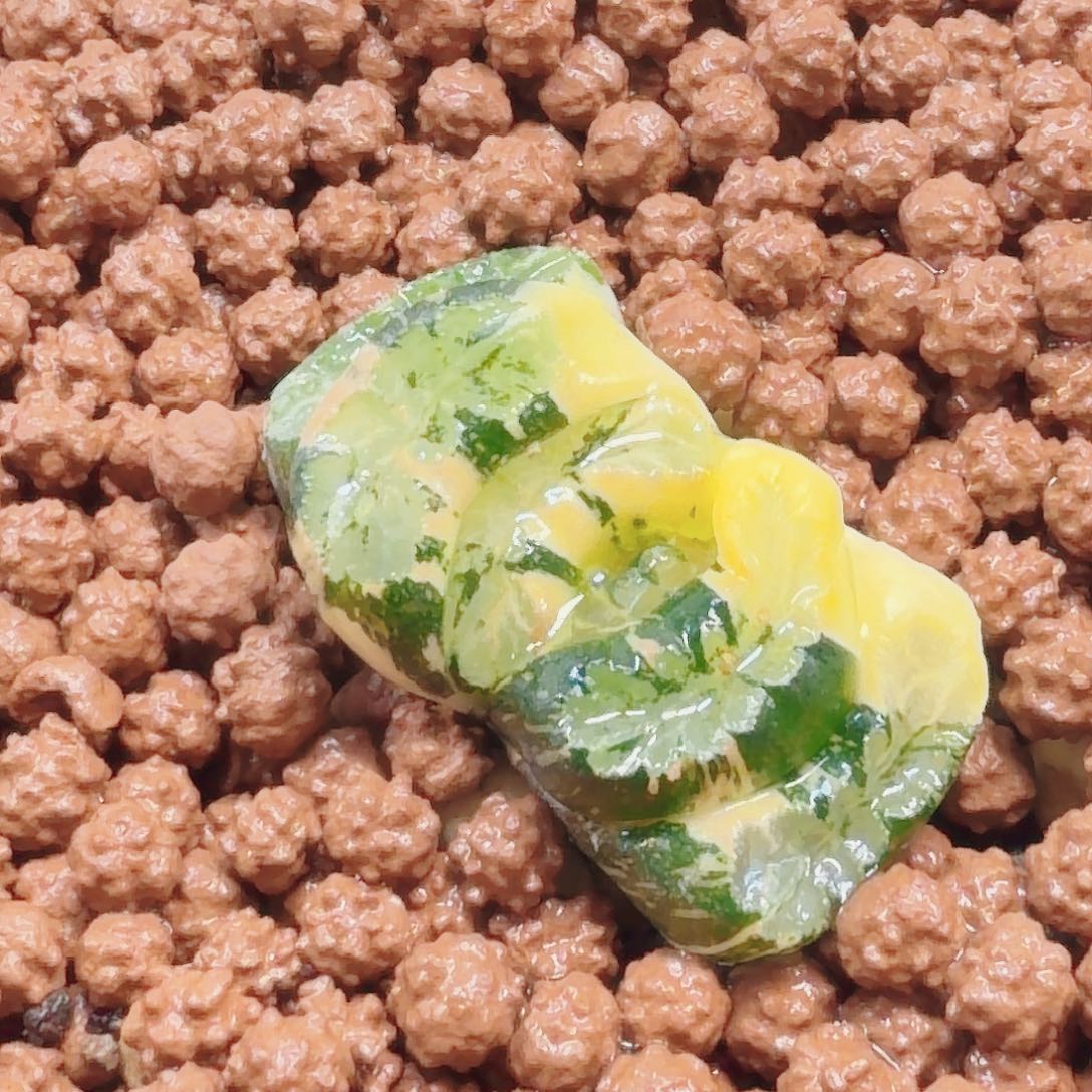 十二卷实生玉扇锦