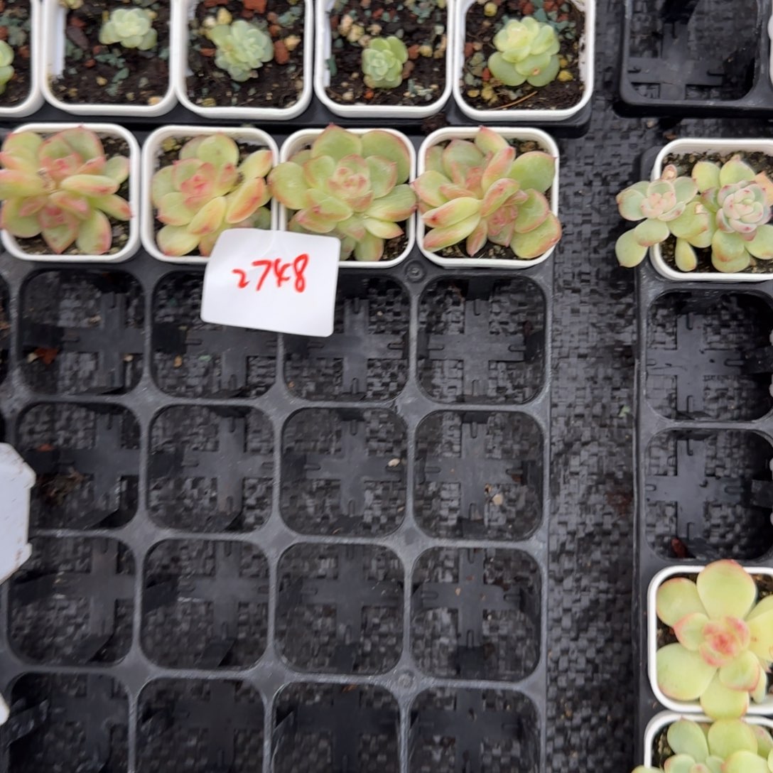 尐****2748 号4个满20包邮