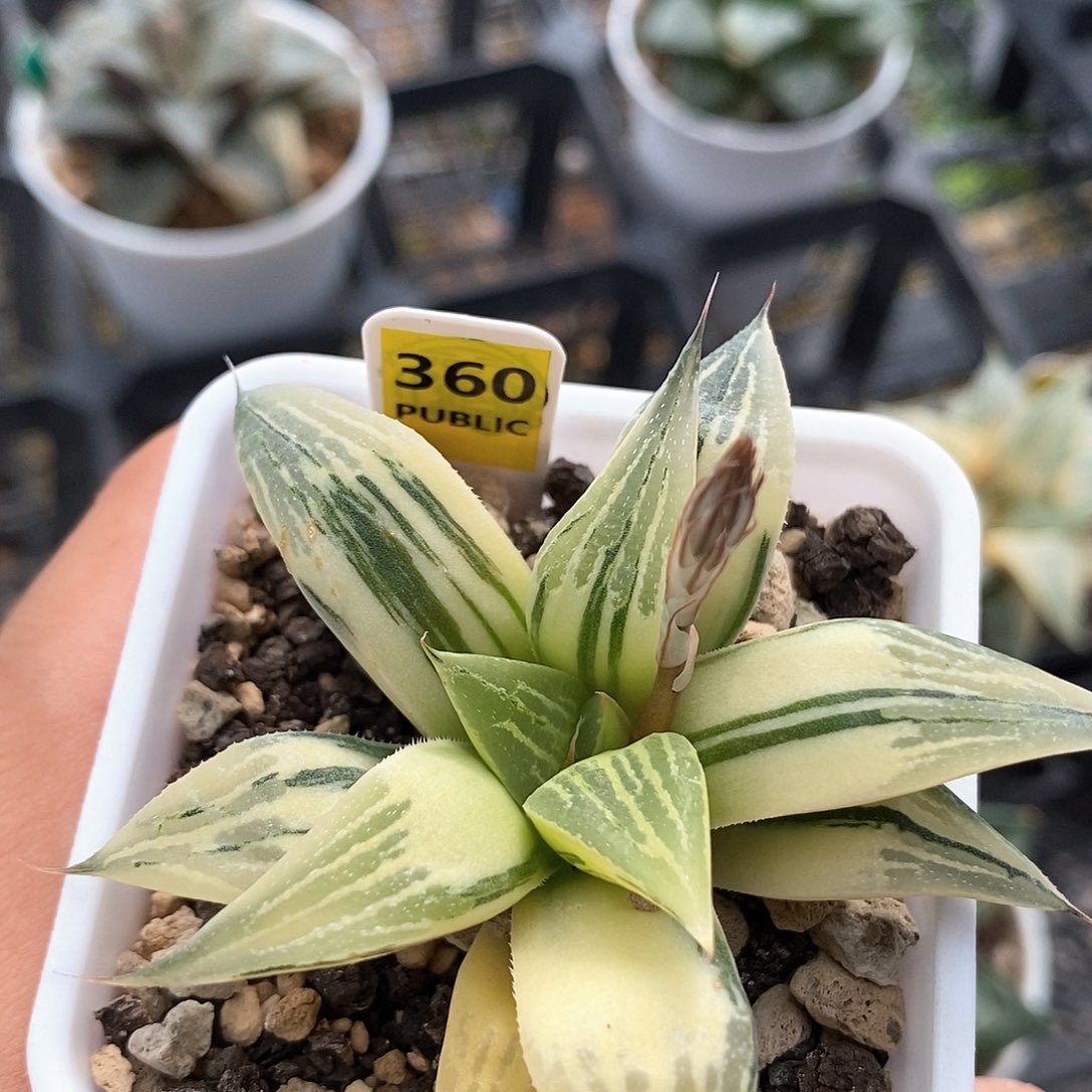 360号实生寿锦一物一拍